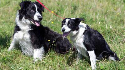 Best pals - Bonnie and Clyde