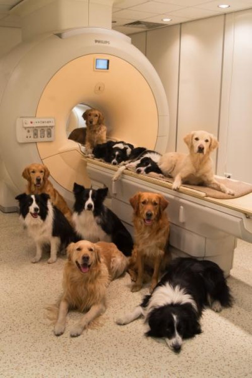 Dogs at the MR Research Centre, Budapest Dogs at the MR Research Centre, Budapest