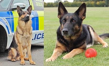 Police dogs