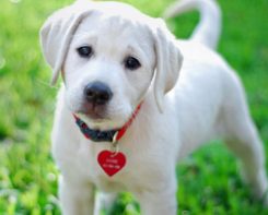 Labrador retriever puppy