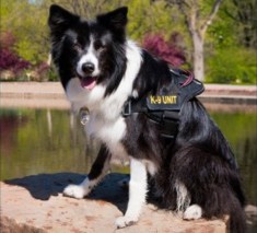 Sage search and rescue dog